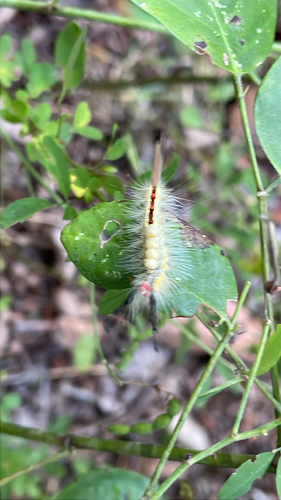 White-marked Tussock Moth