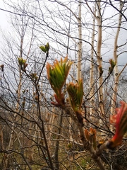 Sorbus sambucifolia
