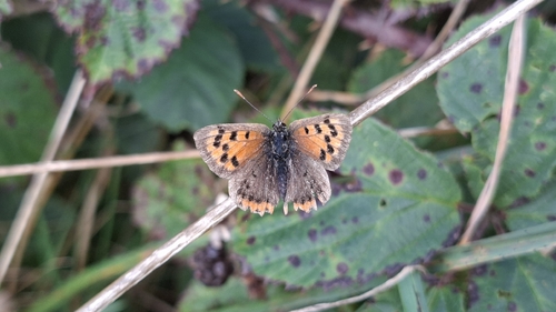 Small Copper