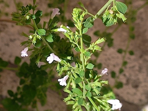 Lesser Calamint