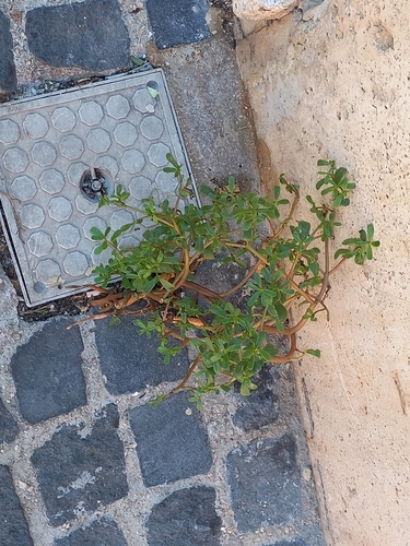 Common Purslane
