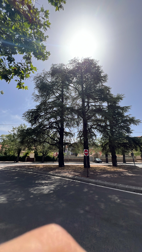 Atlas cedar