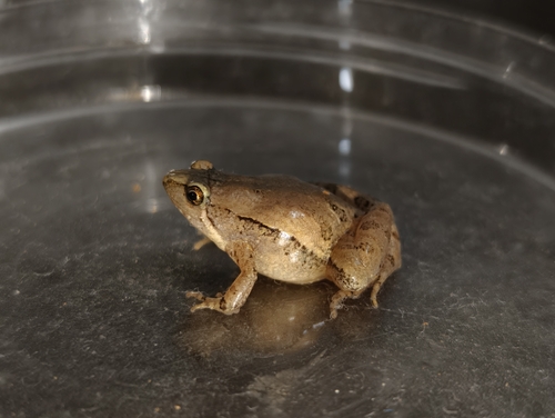 East Asian Ornate Chorus Frog