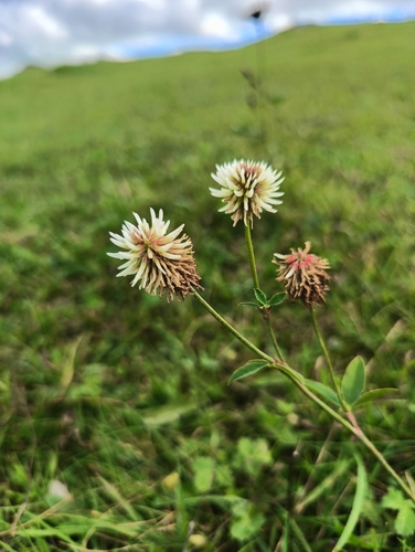 Mountain Clover