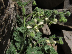 Blumenbachia prietea