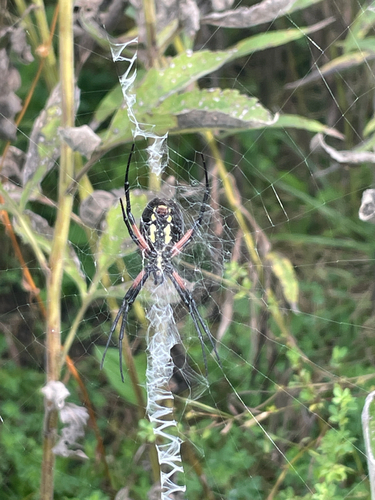 Yellow Garden Spider