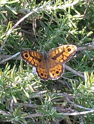 Wall Brown