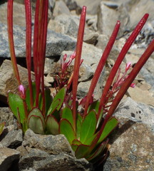 Epilobium crassum