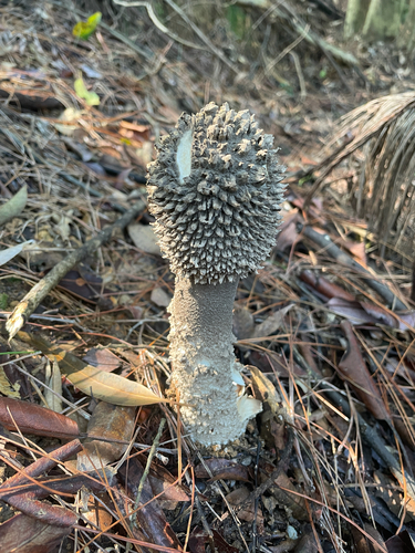 Chinese Gray Amanita