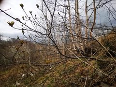 Sorbus sambucifolia