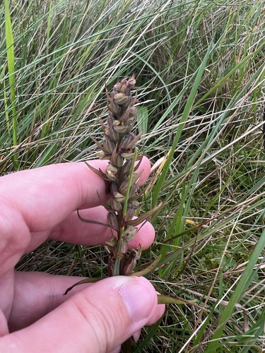 Dactylorhiza viridis, 2026-09-14