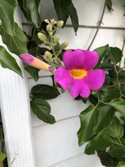 Amphilophium