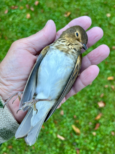 Swainson's Thrush