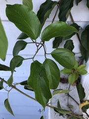 Amphilophium