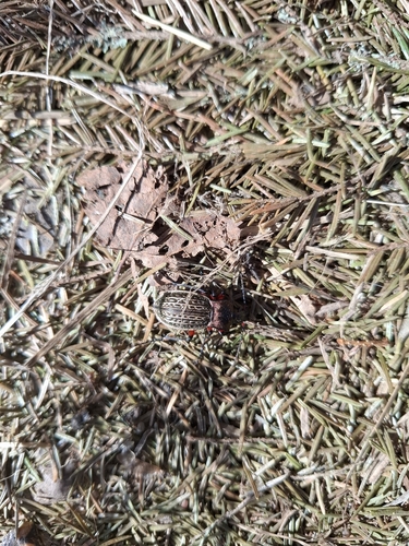 Carabus cancellatus