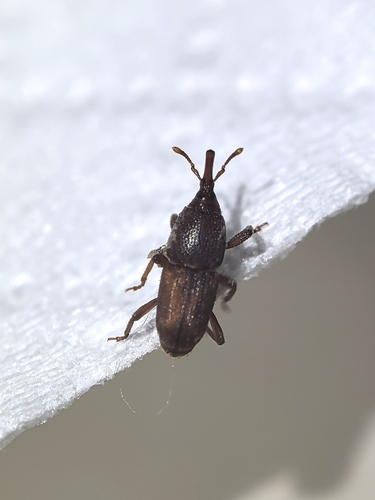 Sitophilus oryzae, 2026-09-15