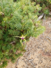 Caladenia infundibularis