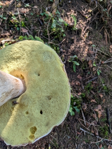King Bolete