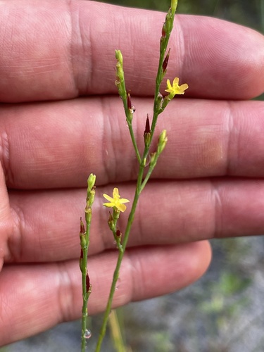 pineweed