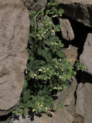 Blumenbachia prietea