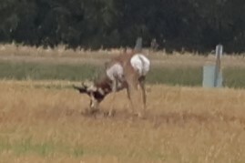 Pronghorn