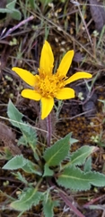 Balsamorhiza serrata