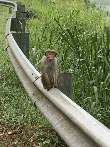Toque Macaque