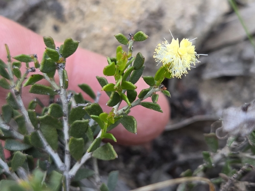 Sand Wattle Myrtle