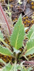 Balsamorhiza serrata