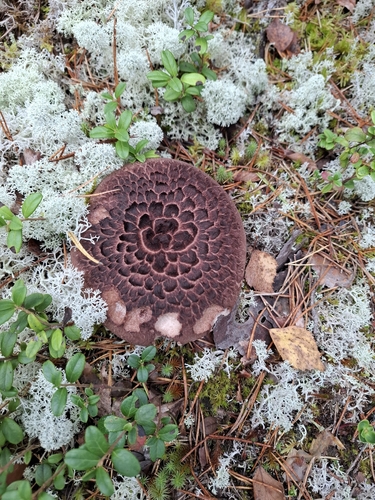 Scaly Tooth