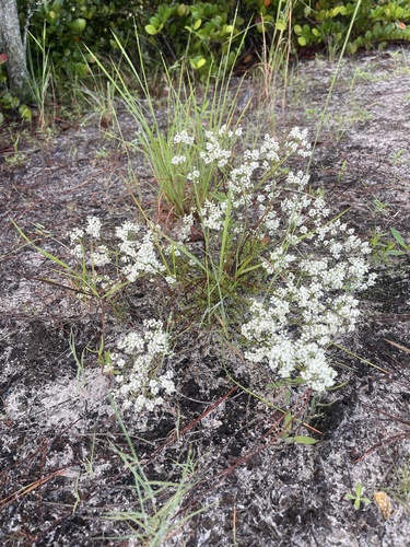 October Flower