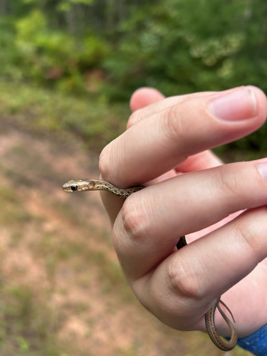 Common Garter Snake