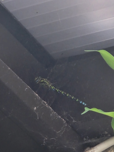 Southern Hawker
