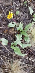 Balsamorhiza serrata