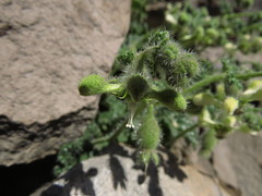 Blumenbachia prietea