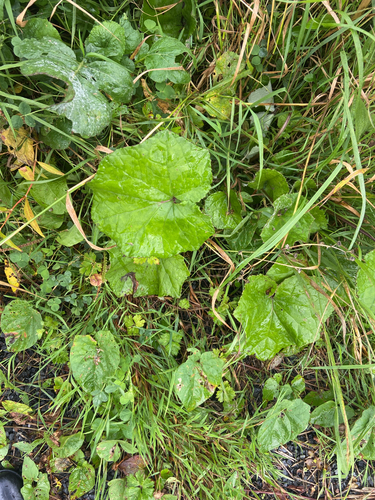 colt's-foot