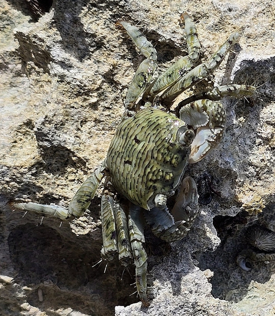Pachygrapsus corrugatus