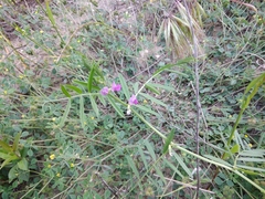 Vicia sativa nigra