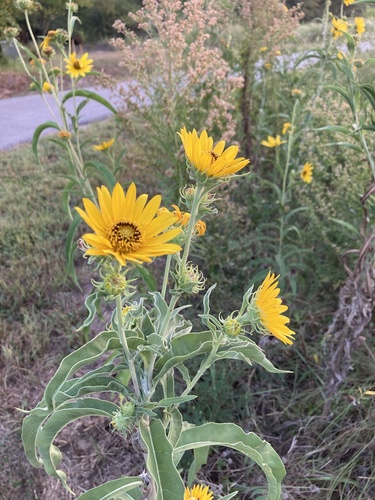 Maximilian sunflower