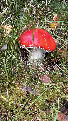 Fly Agaric