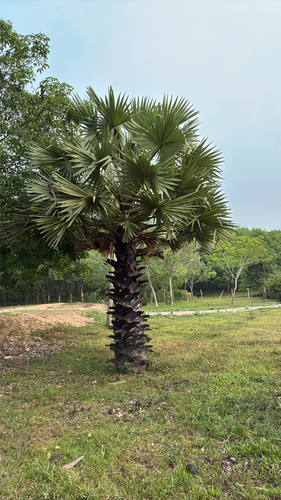 Asian Palmyra Palm