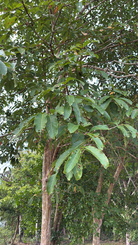 Thai Crape-Myrtle