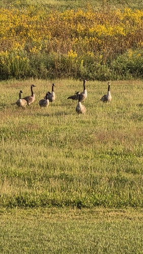 Canada Goose
