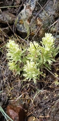 Castilleja xanthotricha