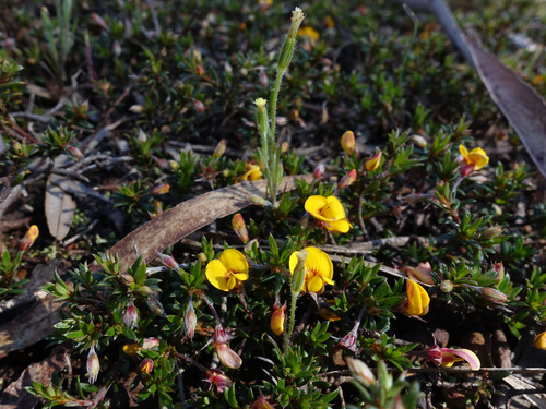 Pultenaea pedunculata