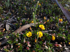 Pultenaea pedunculata