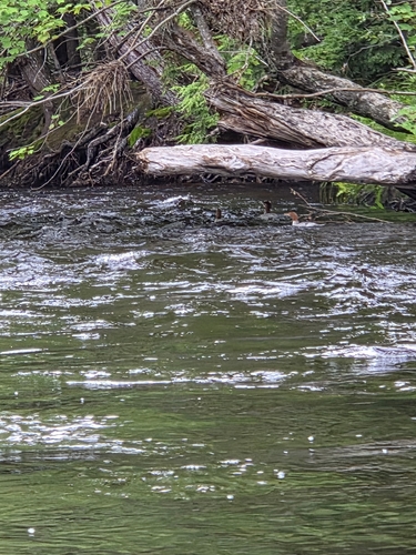 Common Merganser