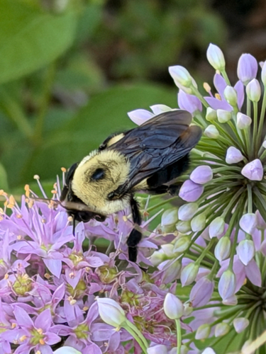 Brown-belted Bumble Bee
