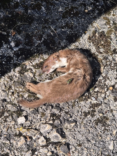 Least Weasel