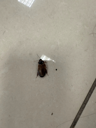 Surinam Cockroach